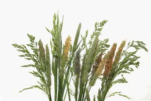 Central European Decorative Item Drucke: Grasses, Germany