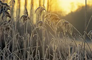 Evening Atmosphere Photography Drucke: Grasses against the light
