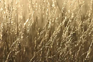 Deserted Flower Meadow Drucke: Grasses against the light