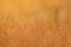 Close Up Nature Shots Drucke: Grasses in a meadow against light