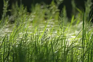 Spring In Europe Drucke: Grasses, Spring, Germany