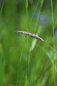 No People In The Background Drucke: Grasses, Upper Austria, Austria
