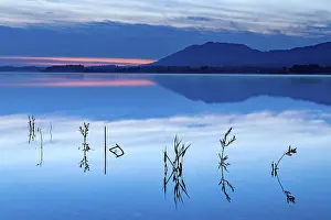 Artificial Lake Landscape Drucke: Grasses on water surface with reflection at blue hour