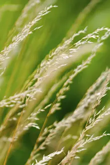Green Meadow Landscape Drucke: Grasses in the wind