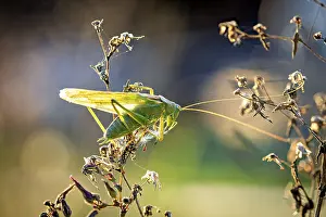 Great Green Bush Cricket Drucke: A grasshopper backlit against a blurred background of plants