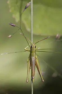 Insect Fauna Photos Drucke: Grasshopper in the grass