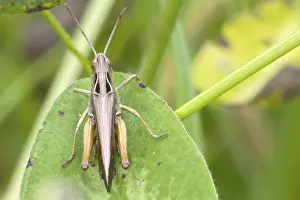 Nature Animal Images Drucke: Grasshopper perched on a leaf close up