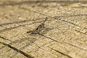 Drucke von Ein Grashüpfer, der auf einer texturierten Holzoberfläche ruht, dargestellt im Detail: der Gemeine Feldgrashüpfer in der Nähe von Herleshausen in Deutschland (Chorthippus brunneus) Brunneus Drucke: Ein Grashüpfer ruht auf einer texturierten Holzoberfläche.