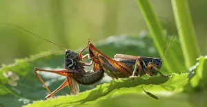 Mating Season Wildlife Photography Drucke: Grasshoppers, deciduous locusts