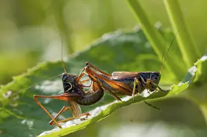 Mating Season Animals Drucke: Grasshoppers, deciduous locusts