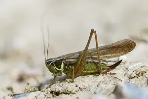 Bilder Datiert 17. Juli 2024: Print metrioptera roeselii deciduous locust