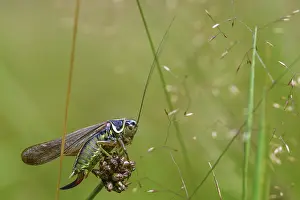 Bilder Datiert 17. Juli 2024: Metrioptera roeselii print