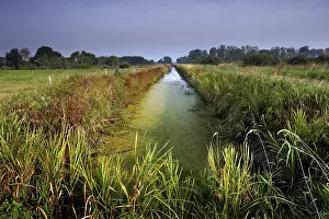 Biosphere Reserve Germany Drucke: Grassland in the Dromling