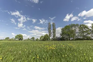 European Cloudy Skies Drucke: A grassy field with a few trees in the background
