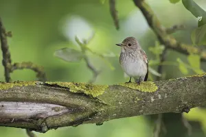 Oscine Bird Species Drucke: Grauschnapper
Grauschnpper