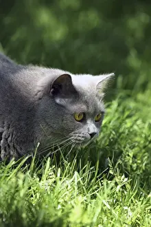 Feliformia Animal Photos Drucke: Gray British cat playing on the grass