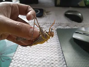 Deserted Landscape Wildlife Images Drucke: Gray grasshopper in man's hand