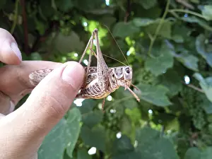 Pterygote Insects Images Drucke: Gray grasshopper in man's hand