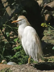 European Nature Scenes Drucke: Gray Heron