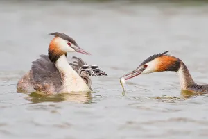 Cute Water Bird Drucke: Great Crested Grebe with chick