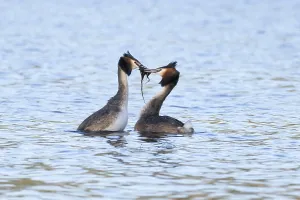 Tanz Drucke: Großer Binsenreiter (Podiceps cristatus)