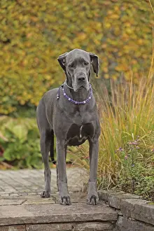 Great Dane Breed Drucke: Great Dane