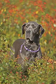 Great Dane Breed Drucke: Great Dane