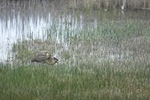 RSPB Minsmere Reserve Drucke: Great or Eurasian bittern (Botaurus stellaris)