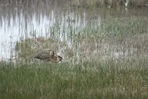British Nature Reserve Drucke: Great or Eurasian bittern (Botaurus stellaris)