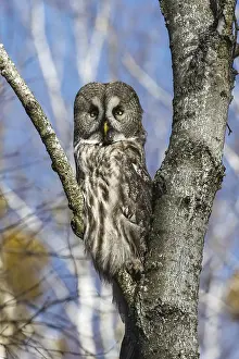 Wildlife Photography Spring Drucke: Great Gray Owl sitting on a tree in a spring forest