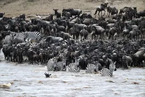 Wildebeest Migration Drucke: The Great Migration