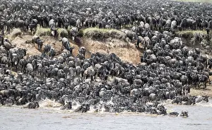 Wildebeest Migration Drucke: The Great Migration