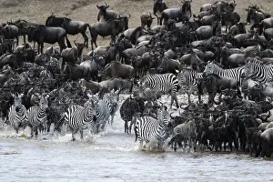 Wildebeest Migration Drucke: The Great Migration