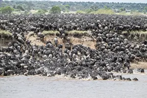 Wildebeest Swimming Drucke: The Great Migration