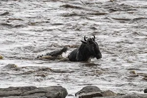 Drucke von Die Große Migration: Ein Büffelant (Connochaetes taurinus) schwimmt über den Mara-Fluss und wird von einem Krokodil angegriffen – ein dramatischer Szene im Serengeti Wildebeest Drucke: Die Große Migration