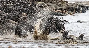Drucke von Die große Migration, riesige Herden von Wildbeest (Connochaetes taurinus) überqueren den Mara-Fluss und schwimmen auf die andere Seite, Serengeti-Nationalpark, Tansania Wildebeest Drucke: Die Große Migration