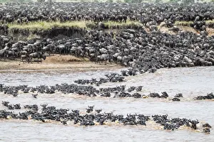Drucke von Die große Migration: Große Herden von Gnus (Connochaetes taurinus), die über den Mara River schwimmen, um auf die gegenüberliegende Seite zu gelangen, Serengeti, Tansania Wildebeest Drucke: Die Große Migration