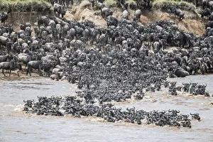 Drucke von Die große Migration: Große Herden von Gnus (Connochaetes taurinus) schwimmen über den Mara-Fluss auf die gegenüberliegende Seite, Serengeti, Tansania Wildebeest Drucke: Die Große Migration