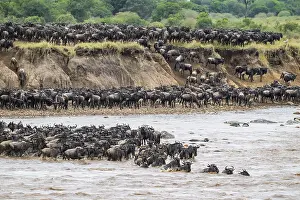 Drucke von Die Große Migration, riesige Herden von Wildbeest (Connochaetes taurinus), die den Mara-Fluss überqueren und schwimmen auf die andere Seite, Serengeti-Nationalpark, Tansania Wildebeest Drucke: Die Große Migration