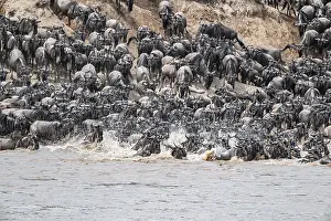 Drucke von Der große Wanderzug: Große Herden von Gnus (Connochaetes taurinus) schwimmen über den Mara-Fluss auf die gegenüberliegende Seite, Serengeti, Tansania Wildebeest Drucke: Die große Migration.