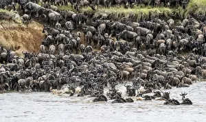 Drucke von Die Große Migration, riesige Herden von Wildbeest (Connochaetes taurinus), die den Mara-Fluss überqueren und zum anderen Ufer schwimmen, Serengeti-Nationalpark, Tansania Wildebeest Drucke: Die Große Migration