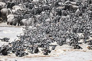 Drucke von Die große Migration: Riesige Herden von Gnus (Connochaetes taurinus) schwimmen über den Mara-Fluss zur gegenüberliegenden Seite, Serengeti, Tansania Wildebeest Drucke: Die Große Migration