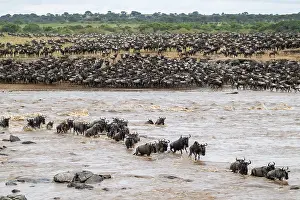 Drucke von Die große Migration, riesige Herden von Wildbeest (Connochaetes taurinus), das Überqueren des Mara-Flusses und Schwimmen auf die andere Seite, Serengeti-Nationalpark, Tansania Wildebeest Drucke: Die Große Migration.