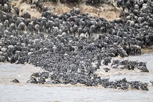 Drucke von Die Große Migration: Riesige Herden von Gnus (Connochaetes taurinus) schwimmen über den Mara-Fluss zur gegenüberliegenden Seite, Serengeti, Tansania Wildebeest Drucke: Die Große Migration