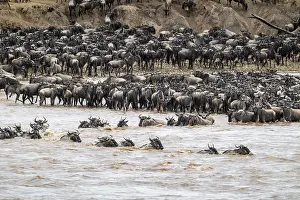 Drucke von Die Große Migration, riesige Herden von Wildbeest (Connochaetes taurinus) überqueren den Mara-Fluss und schwimmen auf die andere Seite, Serengeti-Nationalpark, Tansania Wildebeest Drucke: Die große Migration.