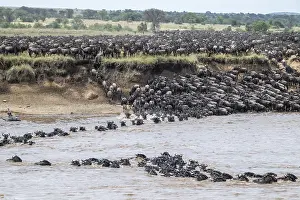Drucke von Die große Migration: Große Herden von Gnus (Connochaetes taurinus) schwimmen über den Mara-Fluss auf die gegenüberliegende Seite, Serengeti, Tansania Wildebeest Drucke: Die Große Migration