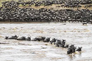 Drucke von Die große Migration, riesige Herden von Wildbeest (Connochaetes taurinus) überqueren den Mara-Fluss und schwimmen auf die andere Seite, Serengeti-Nationalpark, Tansania Wildebeest Drucke: Die Große Migration