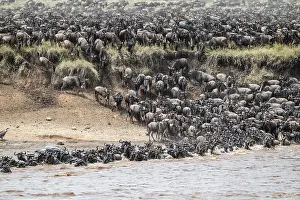 Drucke von Die Große Migration: Riesige Herden von Gnus (Connochaetes taurinus) schwimmen den Mara-Fluss überquerend auf die gegenüberliegende Seite, Serengeti, Tansania Wildebeest Drucke: Die große Migration.