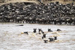 Drucke von Die große Migration, riesige Herden von Wildbeest (Connochaetes taurinus) überqueren den Mara-Fluss und schwimmen auf die andere Seite, Serengeti-Nationalpark, Tansania Wildebeest Drucke: Die Große Migration