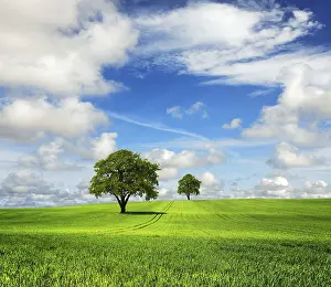 Oak Tree Landscape Drucke: Great nature